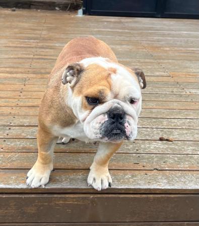 British Bulldog puppy for sale by ADAVENBULLS