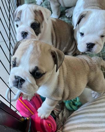 British Bulldog puppy for sale by ADAVENBULLS