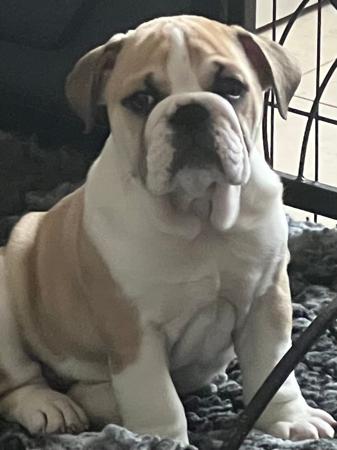 British Bulldog puppy for sale by ADAVENBULLS