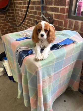 Cavalier King Charles Spaniel for sale by BLUMEDLEY