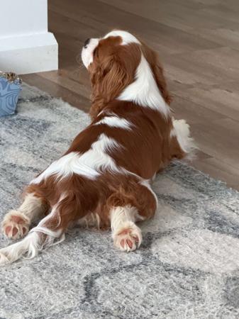 Cavalier King Charles Spaniel for sale by BLUMEDLEY