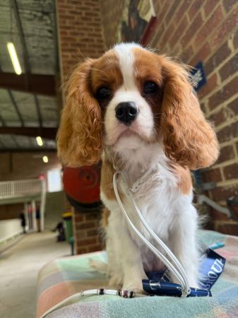 Cavalier King Charles Spaniel for sale by BLUMEDLEY