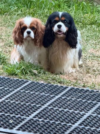 Cavalier King Charles Spaniel for sale by BLUMEDLEY
