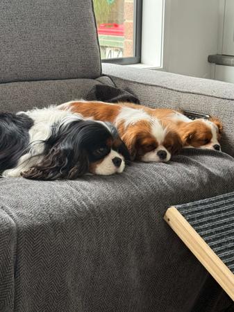 Cavalier King Charles Spaniel for sale by BLUMEDLEY