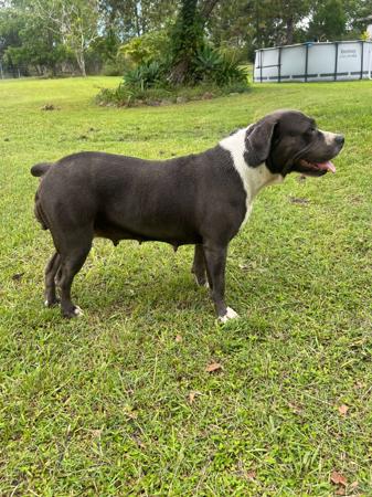 American Staffordshire Terrier for sale by GVBLUES