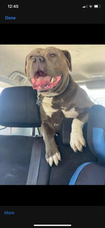 American Staffordshire Terrier for sale by GVBLUES