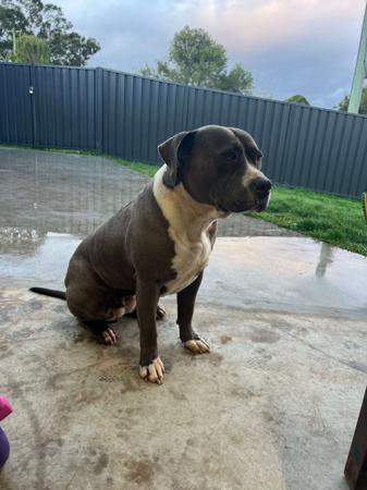 American Staffordshire Terrier for sale by GVBLUES