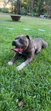 American Staffordshire Terrier for sale by GVBLUES