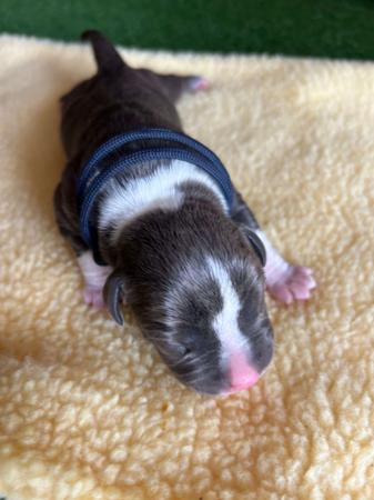 American Staffordshire Terrier puppy for sale by GVBLUES