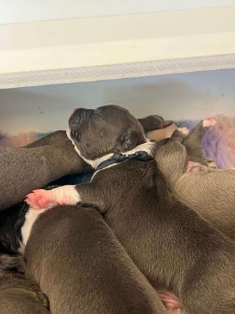 American Staffordshire Terrier puppy for sale by GVBLUES