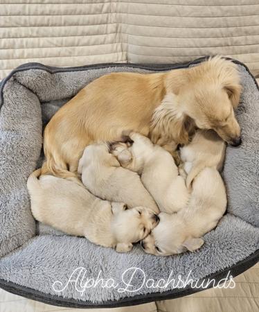 Dachshund (Miniature Long Haired) for sale by ALPHADACHSHUNDS