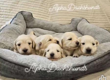 Dachshund (Miniature Long Haired) for sale by ALPHADACH