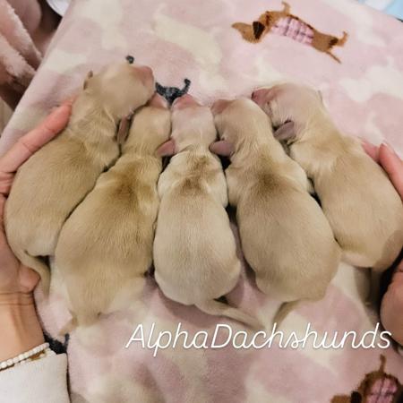 Dachshund (Miniature Long Haired) for sale by ALPHADACH