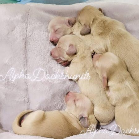 Dachshund (Miniature Long Haired) for sale by ALPHADACH