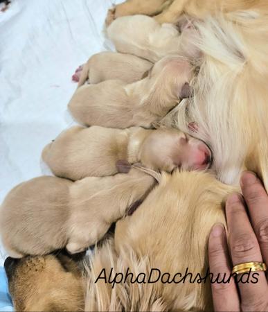 Dachshund (Miniature Long Haired) for sale by ALPHADACH