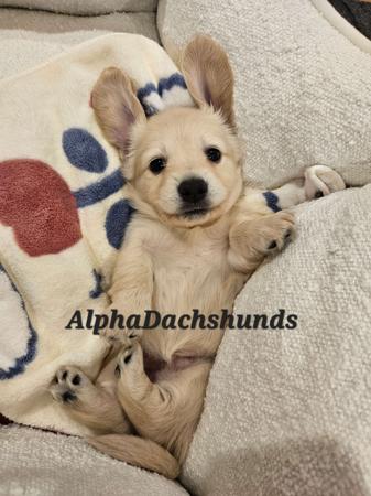 Dachshund (Miniature Long Haired) for sale by ALPHADACH