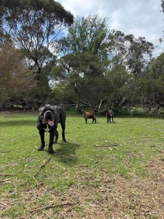 Cane Corso for sale by KAOSKEN
