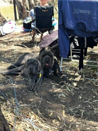 Cane Corso for sale by KAOSKEN
