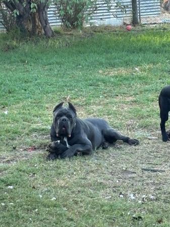 Cane Corso for sale by KAOSKEN