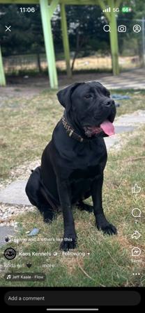 Cane Corso for sale by KAOSKEN