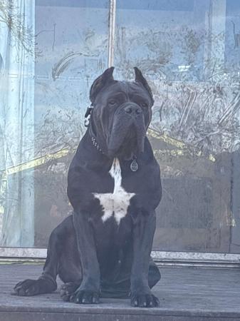 Cane Corso for sale by KAOSKEN