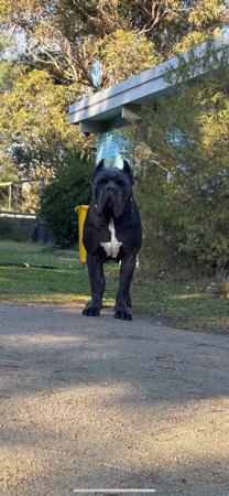 Cane Corso for sale by KAOSKEN