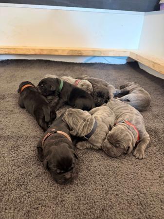 Cane Corso puppy for sale by KAOSKENNELS