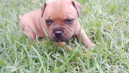 Staffordshire Bull Terrier for sale by ZAMBUKKA
