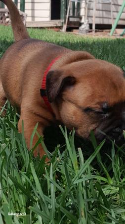 Staffordshire Bull Terrier for sale by ZAMBUKKA