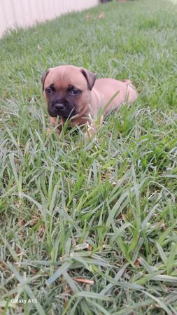 Staffordshire Bull Terrier for sale by ZAMBUKKA