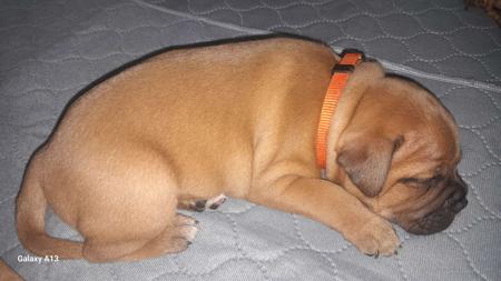 Staffordshire Bull Terrier for sale by ZAMBUKKA