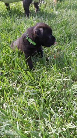 Staffordshire Bull Terrier for sale by ZAMBUKKA