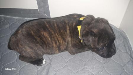 Staffordshire Bull Terrier for sale by ZAMBUKKA