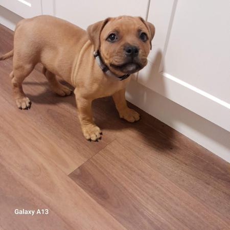 Staffordshire Bull Terrier for sale by ZAMBUKKA
