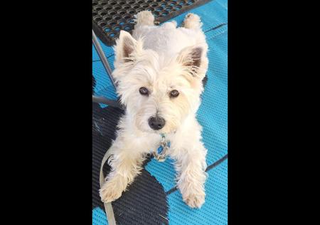 West Highland White Terrier for sale by BARRONMIST