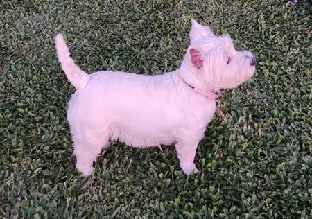 West Highland White Terrier for sale by BARRONMIST