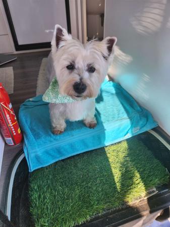 West Highland White Terrier for sale by BARRONMIST