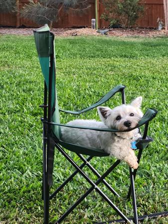 West Highland White Terrier for sale by BARRONMIST