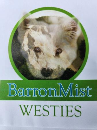 West Highland White Terrier for sale by BARRONMIST