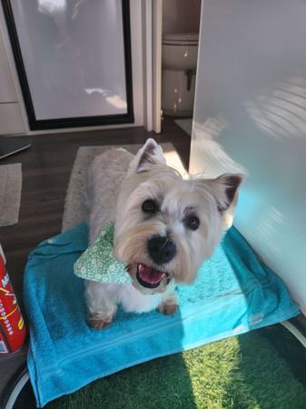 West Highland White Terrier for sale by BARRONMIST