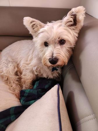 West Highland White Terrier for sale by BARRONMIST