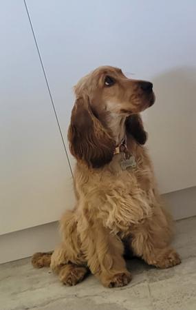Cocker Spaniel for sale by DELLBLAEN