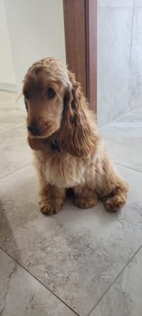 Cocker Spaniel for sale by DELLBLAEN