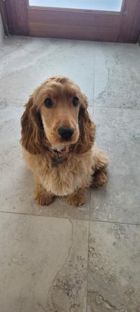 Cocker Spaniel for sale by DELLBLAEN