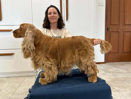 Cocker Spaniel for sale by DELLBLAEN