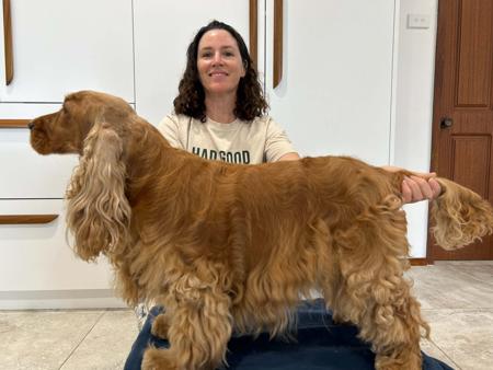 Cocker Spaniel for sale by DELLBLAEN