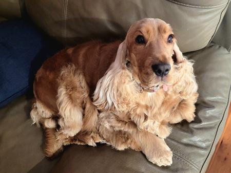 Cocker Spaniel for sale by DELLBLAEN