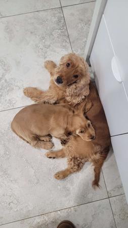 Cocker Spaniel for sale by DELLBLAEN