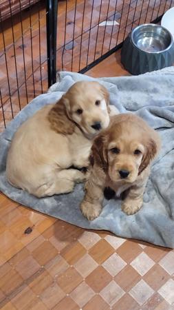 Cocker Spaniel for sale by DELLBLAEN