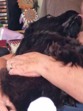 Cocker Spaniel puppy for sale by ACVAAL